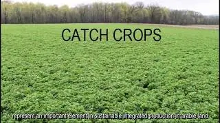 Benefits of using catch crops
