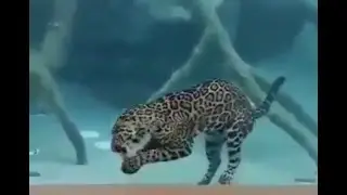 jaguar Swimming Underwater   Miscellaneous Videos