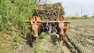 Bullock Cart Deep Mud Stuck | cow videos | Indian Young Bullock