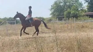 Cheval &agrave; vendre - Jolie pouliche de 4 ans par Fibonacci de Lessac  - Vid&eacute;o 3 - equirodi.com