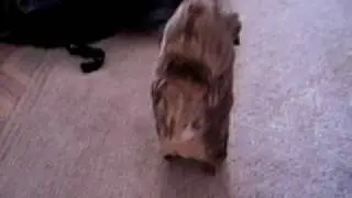 Two Hungry Guinea Pigs Doing Everything For Food