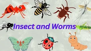 Insect and Worms Name || Kids Video || Easy Learning ||