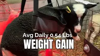 Weighing Bottle Lambs