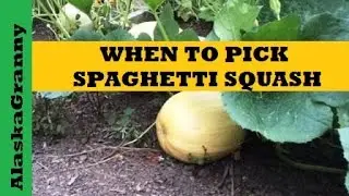 When is Spaghetti Squash Ready to Pick or Harvest