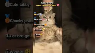 RANKING TOP 5 DANCING ANIMAL MOMENTS 💖#meme #cat #cute #animals #trending #funny
