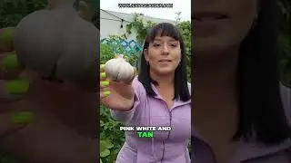 The Bold and Flavorful Hardneck Garlic: A Cold-Hardy Delight