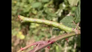 Peppered Moth larva