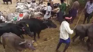 Cattle Market in Kerala