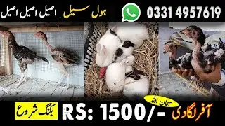 Aseel Patha/Pathi/ kala teeter/Fancy Hens Chicks/Fancy Pigeon/Rabbit Bunnies Fore Sale In Pakistan