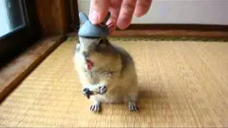 Maiking Of NOKKE-MORI -Richardson's ground squirrel-