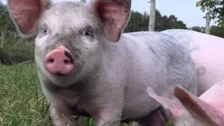 CAMPAIGN - 'The Pig Idea' - Interview with Julian