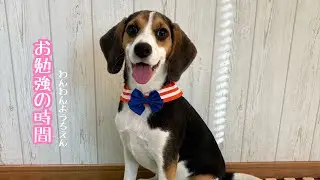 【犬の幼稚園】楽しい♪かわいい💕ワンコの一発芸練習中❣️