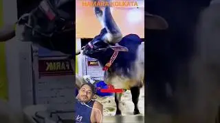 #bull #cow #ipl #eiduladha2023 #cattlefarm #cattleworld #farmanimal #qurbanvlogs #cattle #animals