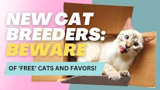 New Cat Breeders: Beware of 'FREE' Cats and Favours!