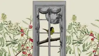 Live Bird Friendly: Turn Lights Out and Treat Windows to Keep Birds Safe