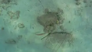 OctoBob Video (Tribute to my Father)