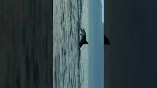 😲 shark attack on seal || shark attack || great white shark #shorts #youtubeshorts #shark #seal