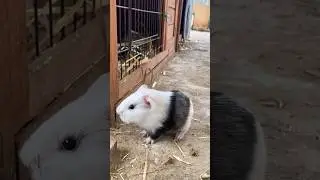 Cute baby Guinea pig Pumpkin