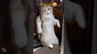 Other's cat vs my cat 😺 || part 2 || #cat #funnycats #cutecat #shorts