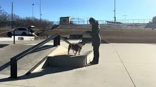 Henry the Bulldog Parkour Explorer Level 1 Category 3 Skate Park