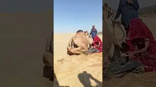 فتاة صحراوية تبرد الجمل بأنبوب أثناء حرارة الصحراء الشديدة