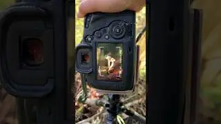 Canon EOS 5D Mark IV Camera & Canon 400mm f/5.6L EF USM Lens beautiful 🍄 photography 4k