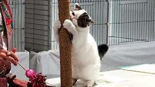 CFA World Show 2014, Exotic Kittens, Purple Show set 2