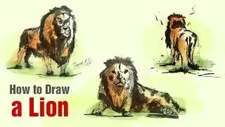 Wild Animal Drawing | How to draw Lion | Lion Rapid Sketch