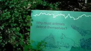 Why must animals defend themselves?
