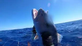 Spearfishing O'ahu, Hawai'i. A WET DREAM