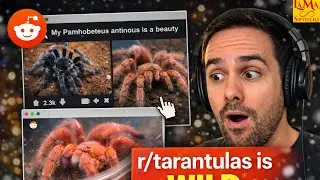This Subreddit Made Me Love Tarantulas Even More 🕷️