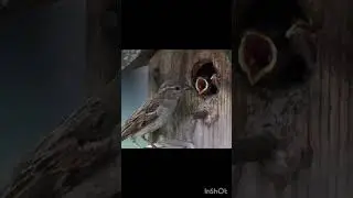 #bird #birds #youtubeshorts #nature #motherlover #gonewrong