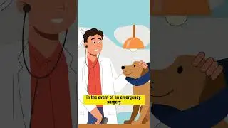 5 Reasons to Crate Train Your Dog!🐶