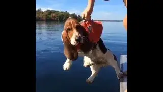 basset hound swimming in lake!