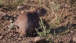 RASCAL ERADICATOR&reg; INTRODUCTION to the NEW Rascal Eradicator&reg;. Burrowing rodent removal solution!