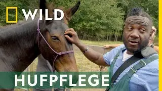 Mit diesen Hufen kann das nichts werden | Critter Fixer: Zwei Tier&auml;rzte f&uuml;r alle Felle