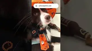 lovepetin | Halloween Dog Costume |  #lovepetin