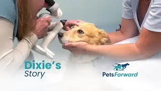Dixie The Dog Regains Her Vision After Successful Cataract Surgery