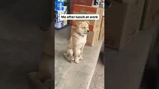 Just software engineers after there heavy team lunch #software #engineer #memes #softwarejokes