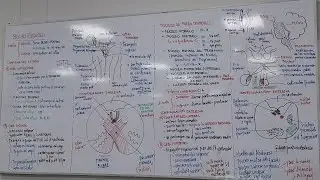 Bulbo Raquideo y Protuberancia - ANATOM&Iacute;A 