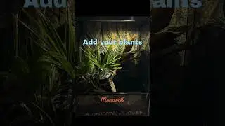 Crested gecko terrarium easy build