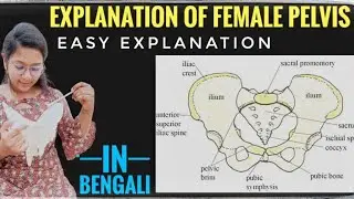 Female gynecoid pelvis explanation (practical examination)Easy step by step explanation, helpfull