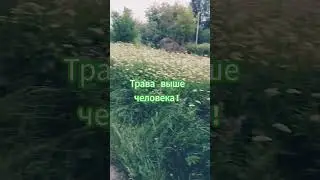 трава #рекомендации #залетипж #day #live #belarus #минск # беларусь #minsk # коситраву #природа #ты