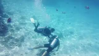 2021 Dahab Egypt Sinai underwater  world.  Red sea