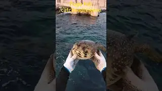 рыба фугу #поймалиотпустил