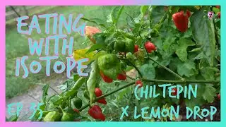 Eating with Isotope - Episode 35 - Chiltepin x Lemon Drop