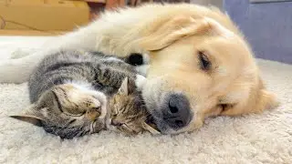 Cute Kittens Refuse to Sleep Without Their Beloved Golden Retriever [CUTEST VIDEO EVER]