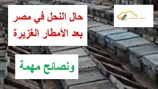حال النحل في مصر بعد الأمطار الغزيرة ونصائح مهمة