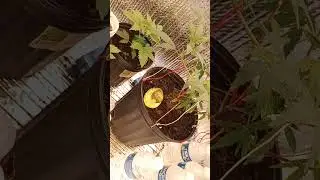 Week 4 day 5 re-veg  and 3 week old childs