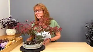 Бонсай из клена (ч.3).